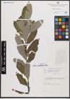 Foto von Salix cantabrica Rech. f.